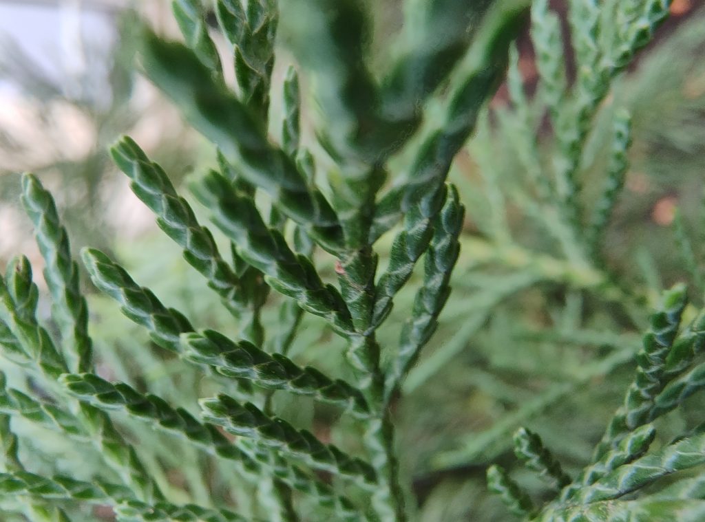 Macro